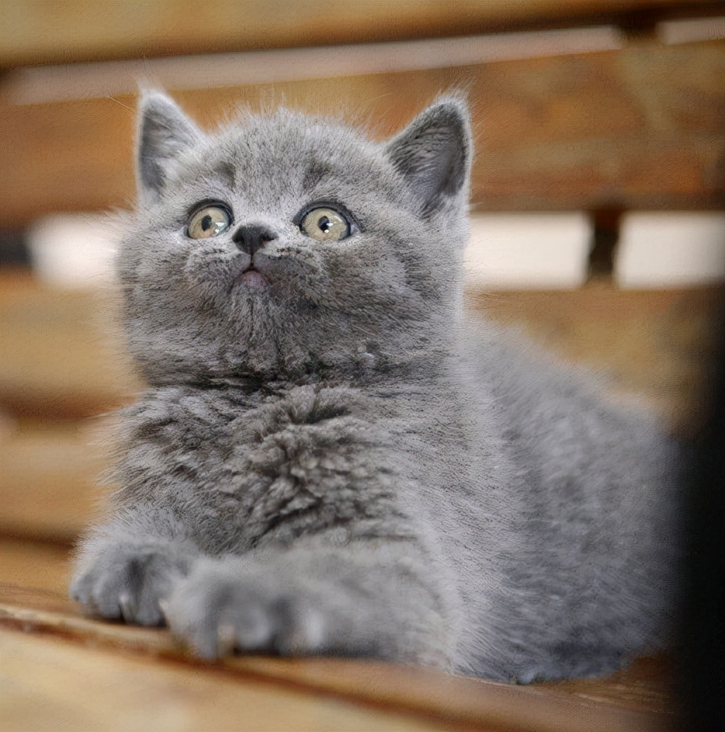 曼基康矮脚猫多少钱一只？养猫人士必看