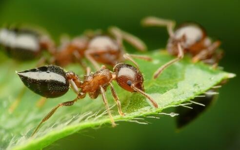家里有蚂蚁怎么能彻底消灭（这几个方法比强效化学剂更有效！）
