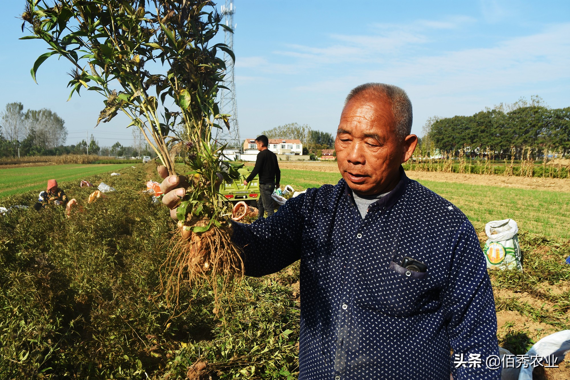 农村有6亩土地，想种植中药材，种什么能年收入5万元，又不愁销路