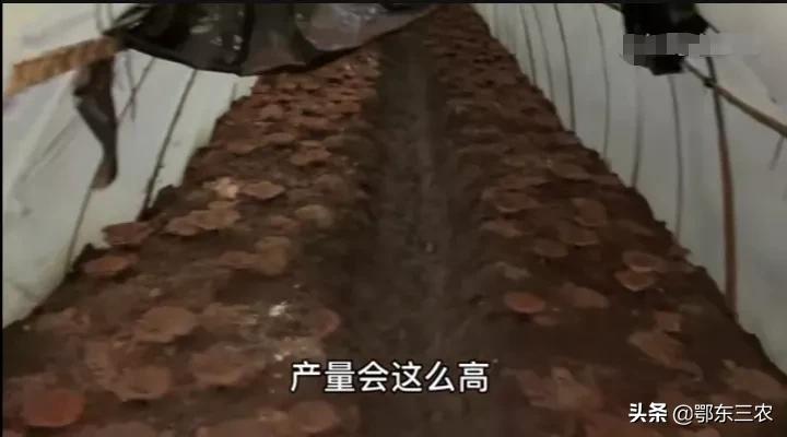 河南一夫妻包15亩田，搭建黑色塑料棚种植中药材，去年纯收入60万