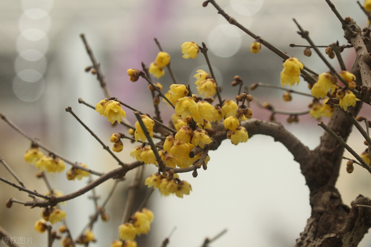 节后再忙，也要去一趟花市，这6种花给钱就卖，适合“捡漏”