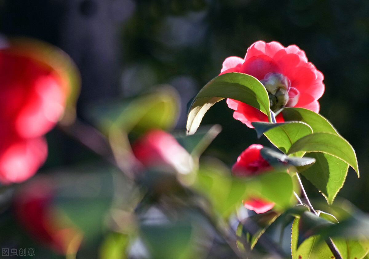 节后再忙，也要去一趟花市，这6种花给钱就卖，适合“捡漏”