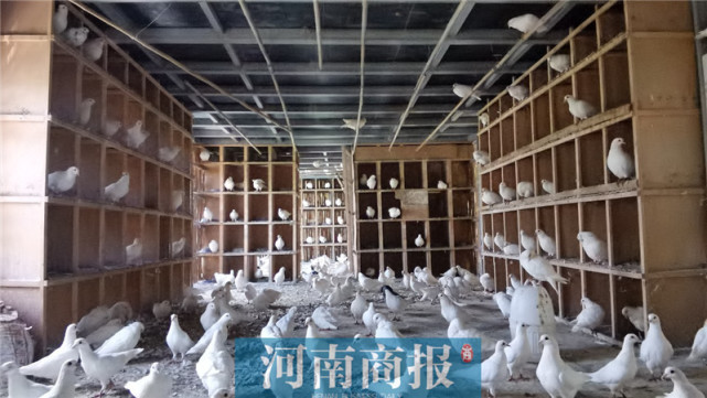 小伙在紫荆山公园做鸽子生意，一做就是20多年，生意好时一月赚6000多